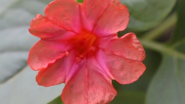 Красный четырехчасовой цветок (Mirabilis Jalapa ) — стоковое видео