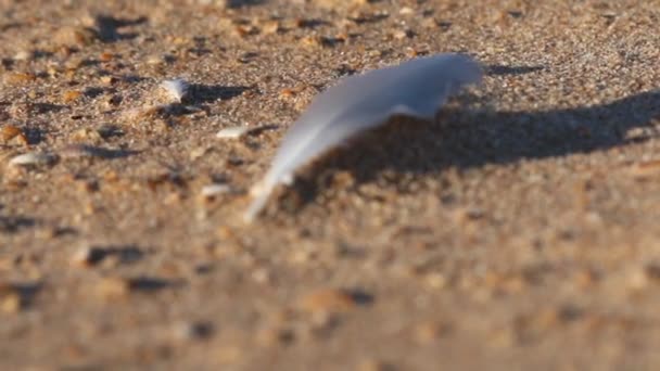 Piume cadute di gabbiani sulla spiaggia — Video Stock