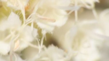 Rüzgarda titreyen çiçeğin içinde