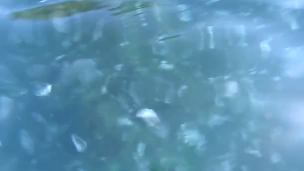 Many small jellyfish Aurelia in the shallow — Stock Video