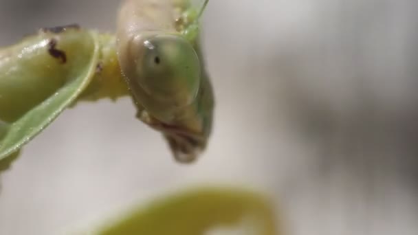 Retrato de video insecto. Ultra macro — Vídeo de stock