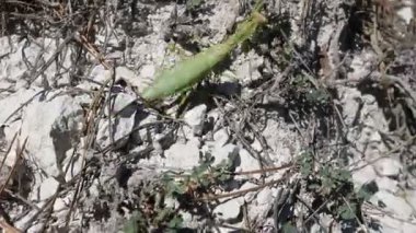 Güçlü kadın mantis yoluyla yol yapar