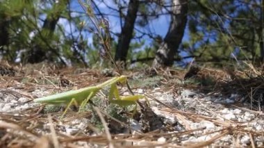 Güçlü kadın mantis yoluyla yol yapar