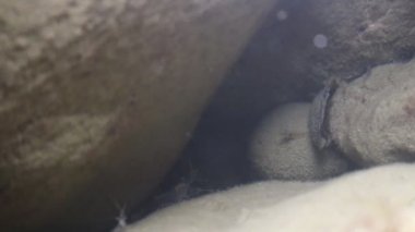 Karides beslemek için taşın altından dışarı yüzmek