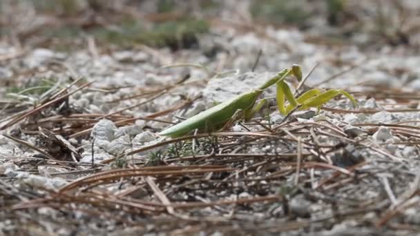 Strong female mantis makes its way through — Stock Video