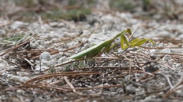 Mantis femenina fuerte hace su camino a través de — Vídeos de Stock