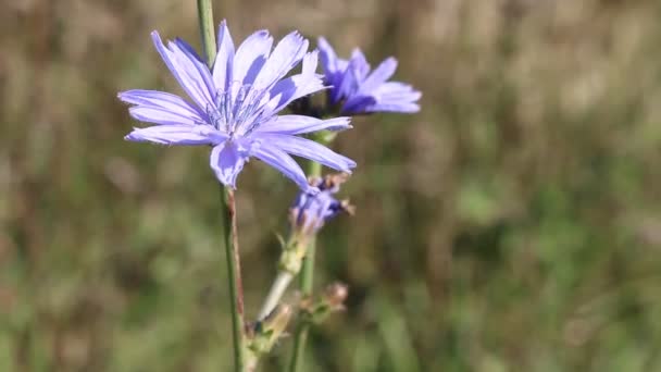 Late last chicory flower in Crimea — Stock Video