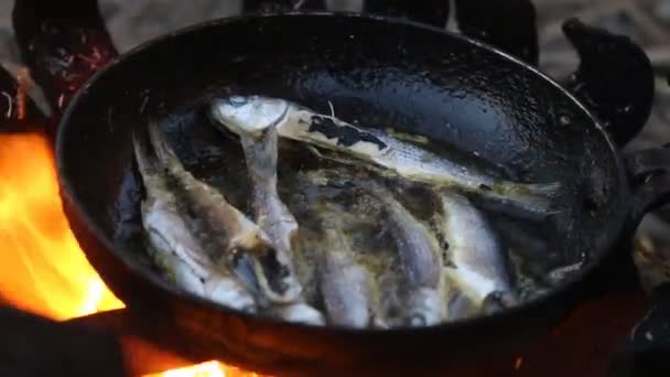 Fried gray mullet on open fire, field kitchen — Stock Video