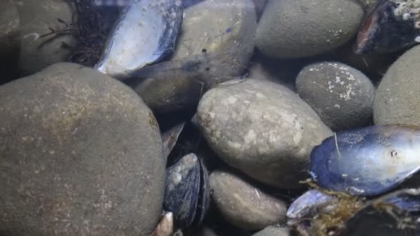 Креветки выплывают из-под камня для кормления — стоковое видео
