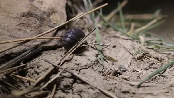 Crostacei woodlice sulla terra in Crimea — Video Stock