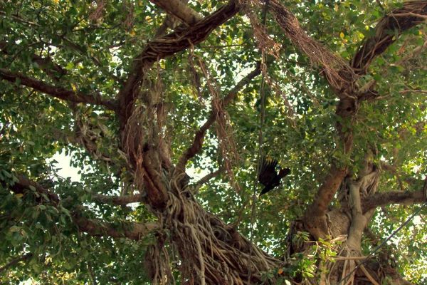 Árvore velha de Banyan com raizes aéreas bem definidas — Fotografia de Stock
