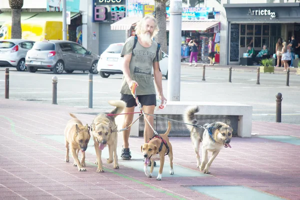Barbudo hombre de pelo largo lleva cuatro perros — Foto de Stock