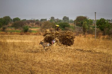 Mısır hasat.