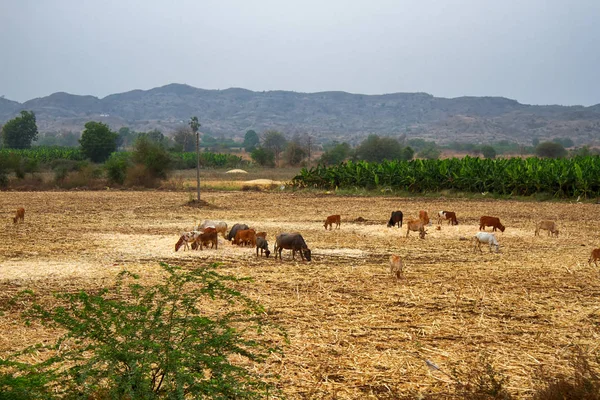 トウモロコシを収穫した後、畑で放牧する牛の群れ — ストック写真