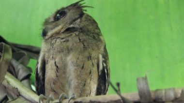 Yeşil muz yaprakları arasında küçük yakalı baykuş (Otus bakkamoena) kışları. Tropikal ormanda Sri Lanka faunası