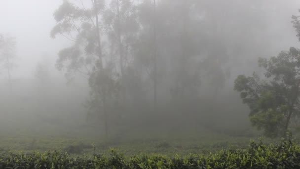 Thé de Ceylan de montagne (pécule d'orange à Camellia sinensis ) — Video