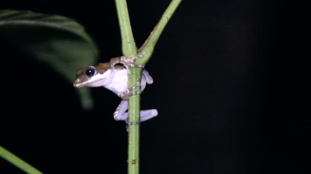 Peitschenfrosch, Montan-Sanduhr-Laubfrosch. — Stockvideo