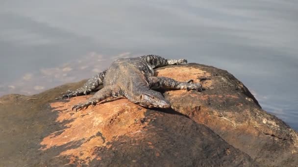 Monitor lizard (Asian water monitor, kabaragoya, Varanus salvator salvator) — Stock Video