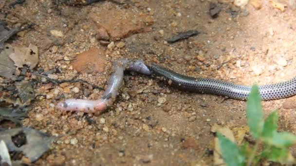De slang slikt een grote regenworm in.. — Stockvideo