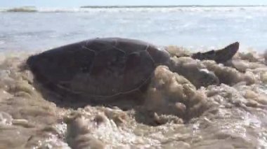 Bu deniz kaplumbağası - Loggerhead kaplumbağası (Caretta caretta) şimdi ölüyor