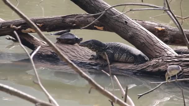 Perfecte illustratie van regenwoud dierengemeenschap op Sri Lanka. — Stockvideo