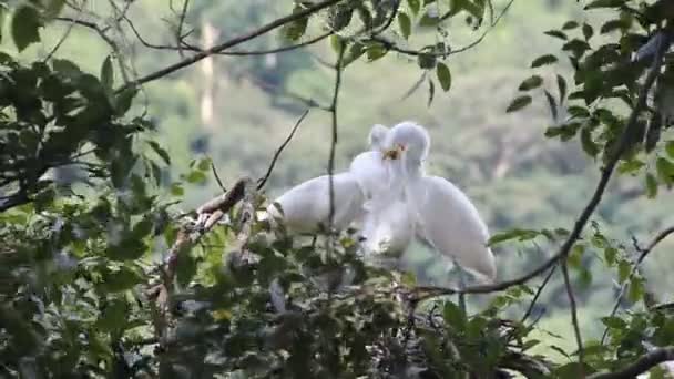 Egret intermedio (Egretta intermedia ). — Video Stock