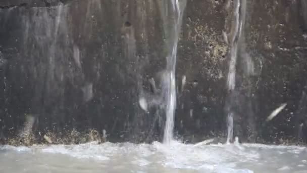 Diese kleinen Fische versuchen, über einen kleinen Wasserfall im Regenwald Sri Lankas zu springen. — Stockvideo