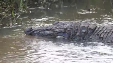 Bilinmeyen bir nedenle öldü (tür yüksek hayatta kalma oranı ile karakterize edilir) soyguncu (Crocodylus palustris kimbula)