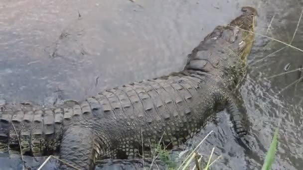 Dood om een onbekende reden (de soort wordt gekenmerkt door een hoge overlevingskans) overvaller (Crocodylus palustris kimbula) — Stockvideo
