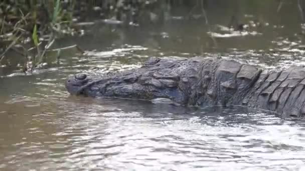 Muerto por una razón desconocida (la especie se caracteriza por una alta supervivencia) atracador (Crocodylus palustris kimbula ) — Vídeos de Stock