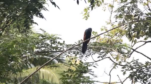 Ceylon coucal (Centropus chlororhynchus), — Stok Video