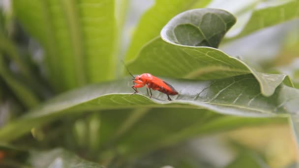 Tropical Red bug trouve son chemin pedipalpi — Video