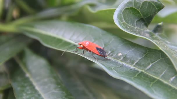 Tropical Red bug trova la sua strada pedipalpi — Video Stock