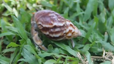 Münzevi ya da diyojen yengeç güzel bir gastropod kabuğunda