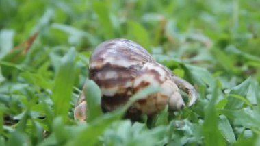 Münzevi ya da diyojen yengeç güzel bir gastropod kabuğunda