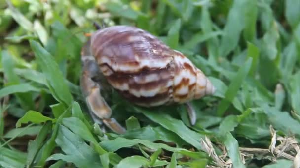 Hermit of diogenen krab in een prachtige slakkensoort shell — Stockvideo