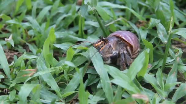 Hermite ou diogène crabe dans une belle coquille de gastéropode — Video