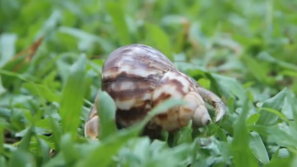 Münzevi ya da diyojen yengeç güzel bir gastropod kabuğunda — Stok video