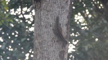 Hint palmiye sincabı (Funambulus palmarium) koşar