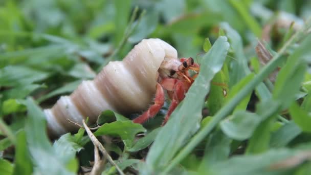 Cangrejo ermitaño o diógenes en una hermosa concha de gasterópodo — Vídeos de Stock