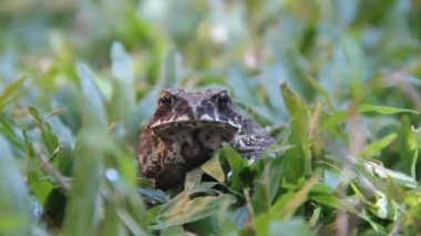 Ferguson kurbağası (Bufo fergusonii) geçmişteki Schneider (cüce) kurbağası (Duttaphrynus pulu)