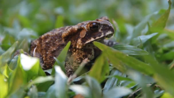 Crapaud de Ferguson (Bufo fergusonii) dans le passé Crapaud de Schneider (nain) (Duttaphrynus scaber) amphibien — Video