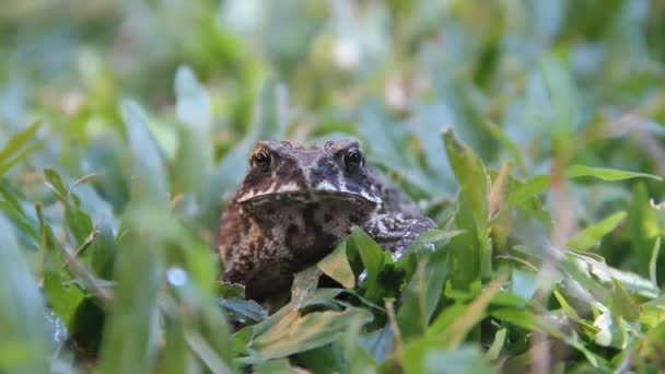 弗格森的蟾蜍（Bufo fergusonii）在过去施耐德的（矮）蟾蜍（Duttaphrynus scaber）两栖动物中 — 图库视频影像