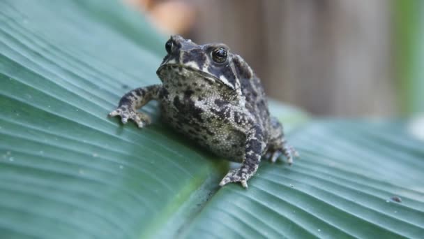 Жаба Фергюсона (Bufo fergusonii) в прошлом жаба Шнайдера (карлика) — стоковое видео