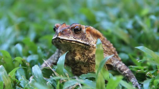 弗格森的蟾蜍（Bufo fergusonii）在过去施耐德的（矮）蟾蜍（Duttaphrynus scaber）两栖动物中 — 图库视频影像