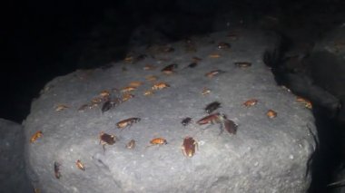Uçuş (sürü halinde) ve dev hamamböcekleri Periplaneta besleme