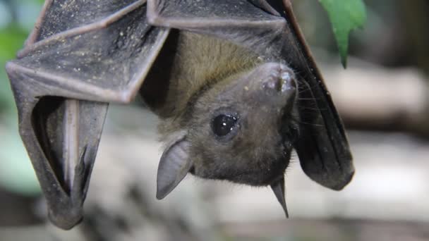 Bat 1\ 2 retrato. Raposa voadora indiana (Pteropus giganteus chinghaiensis)) — Vídeo de Stock