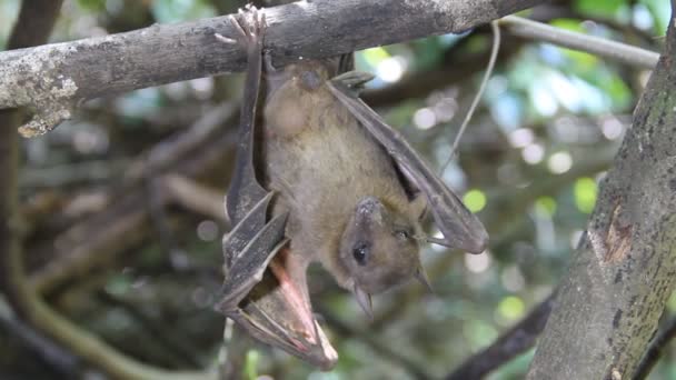 Netopýří portrét. Liška indická (Pteropus giganteus chinghaiensis) — Stock video