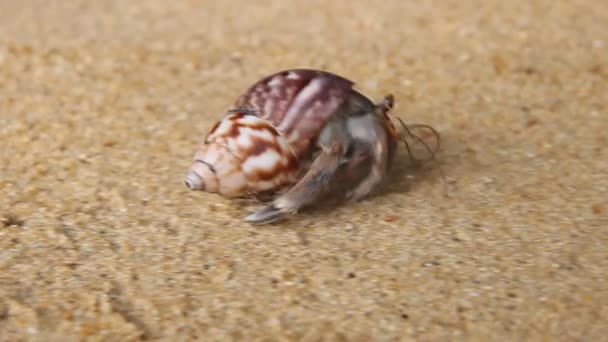 Heremietkreeft, Diogenes sp. Hermit of diogenen krab in een prachtige slakkensoort shell — Stockvideo