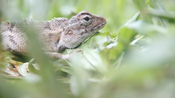 A lizard lurks in the rainforest. — Stock Video